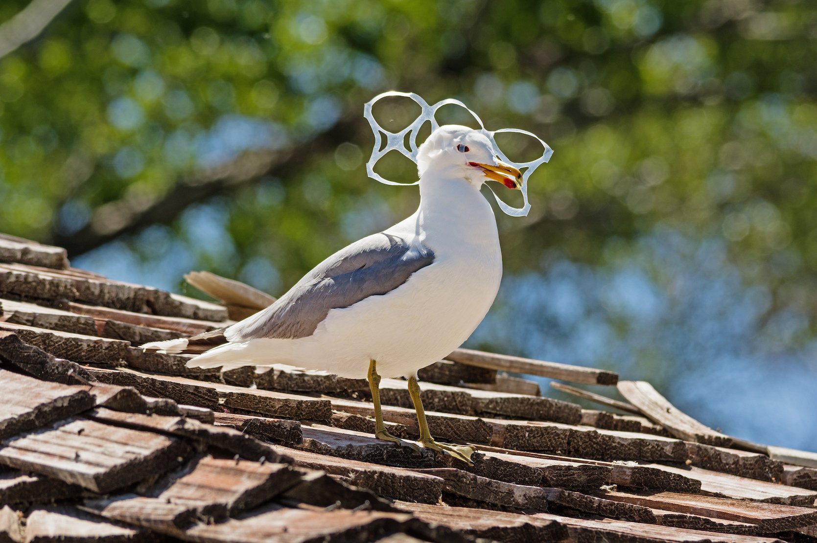 Billions of tons of plastic have been made, most of it thrown out