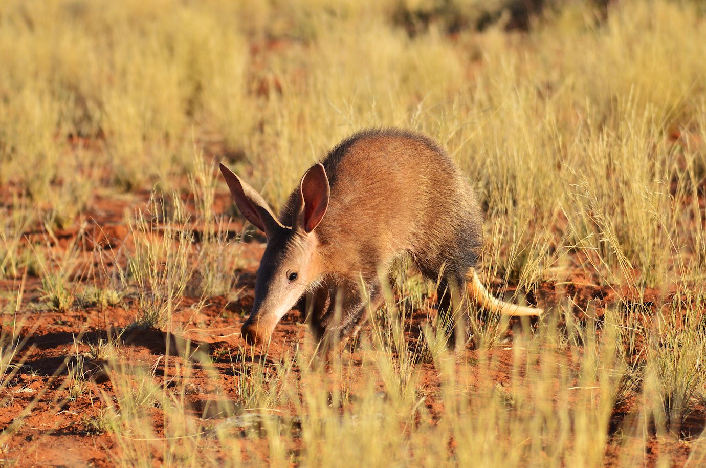 Climate change threatens the future of the aardvark