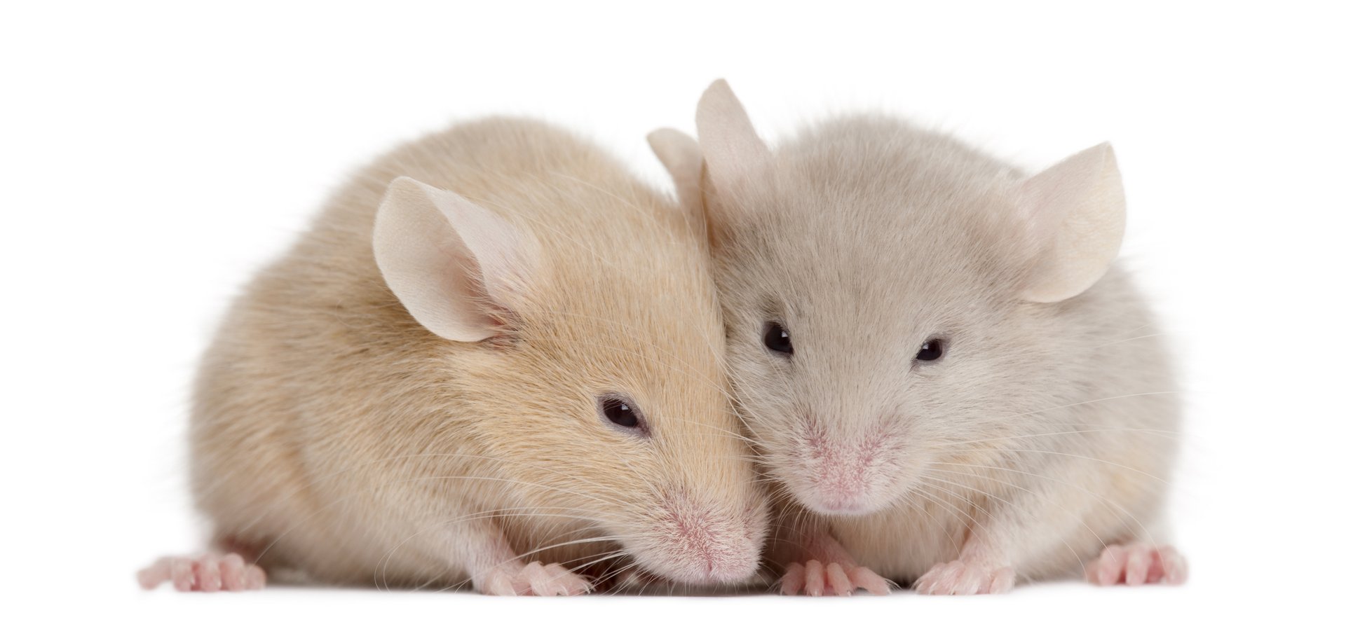 Study reveals that mice are capable of empathy