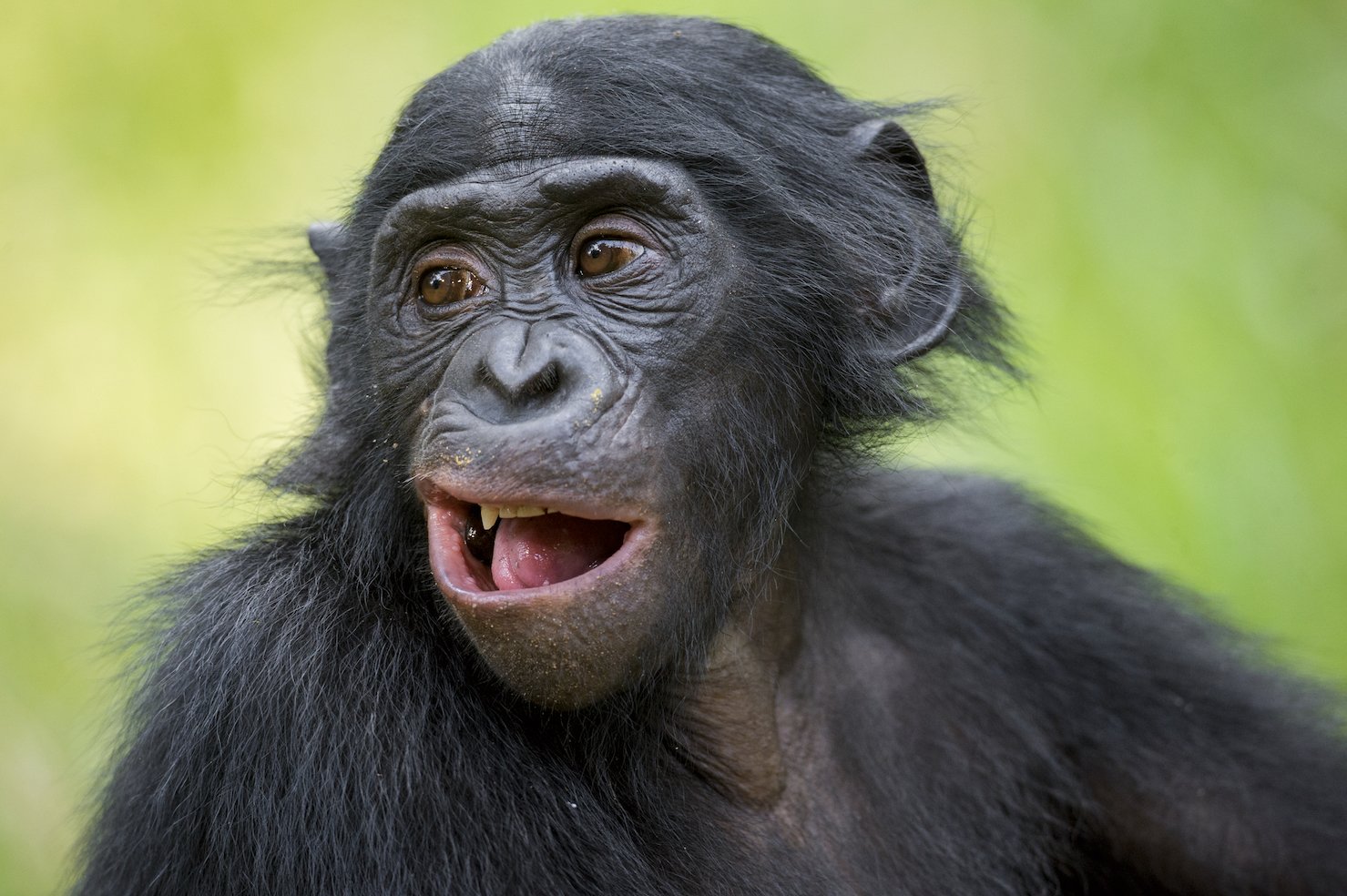 Humans and bonobos mimic in very different ways