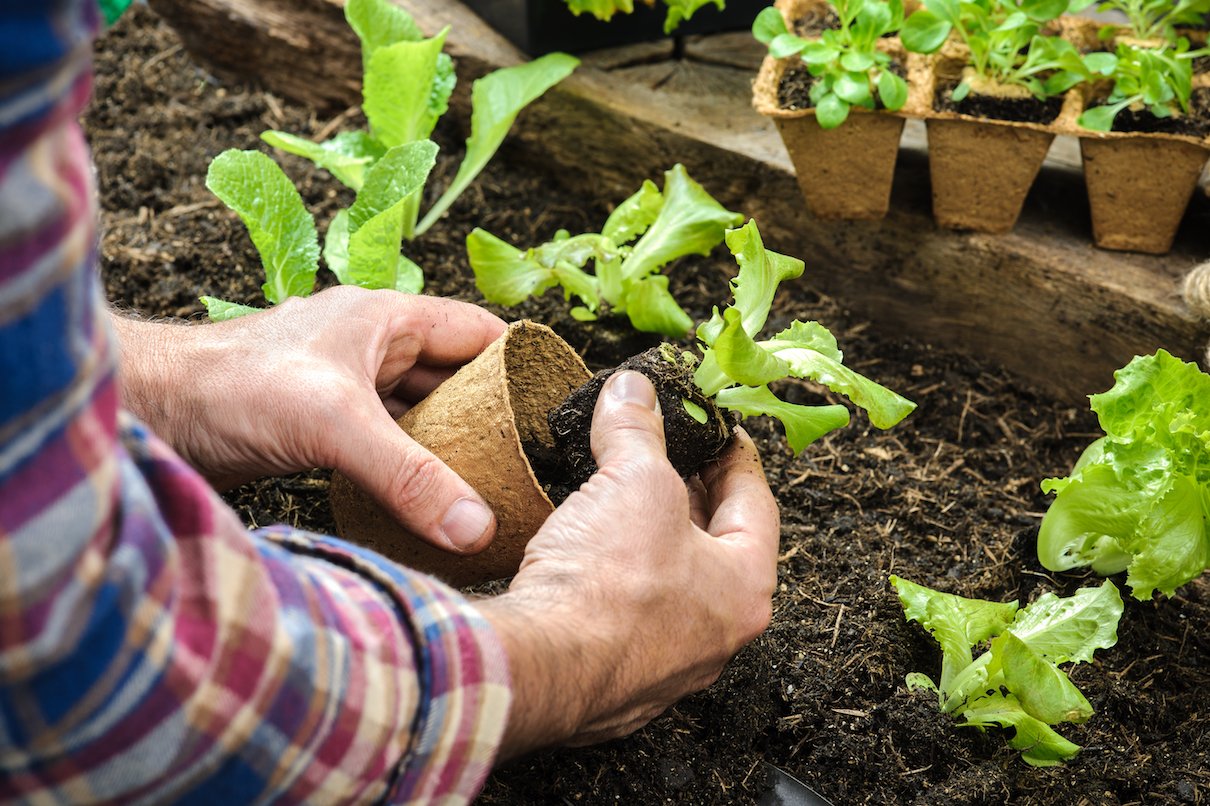 Baker’s yeast could help battle soil contamination