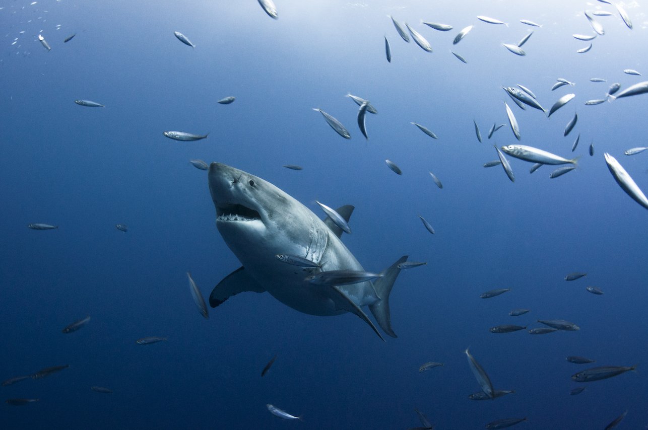Climate change causing fish to shrink in size