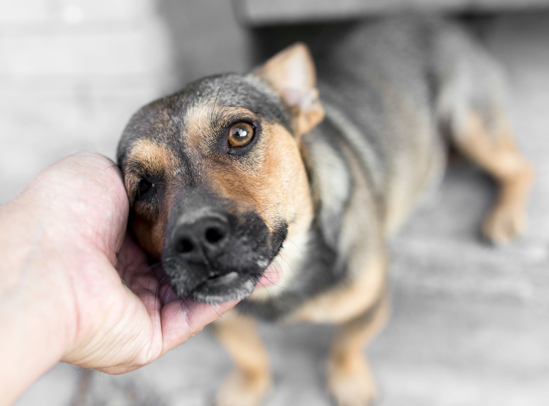 Adopting a pet that fits your personality