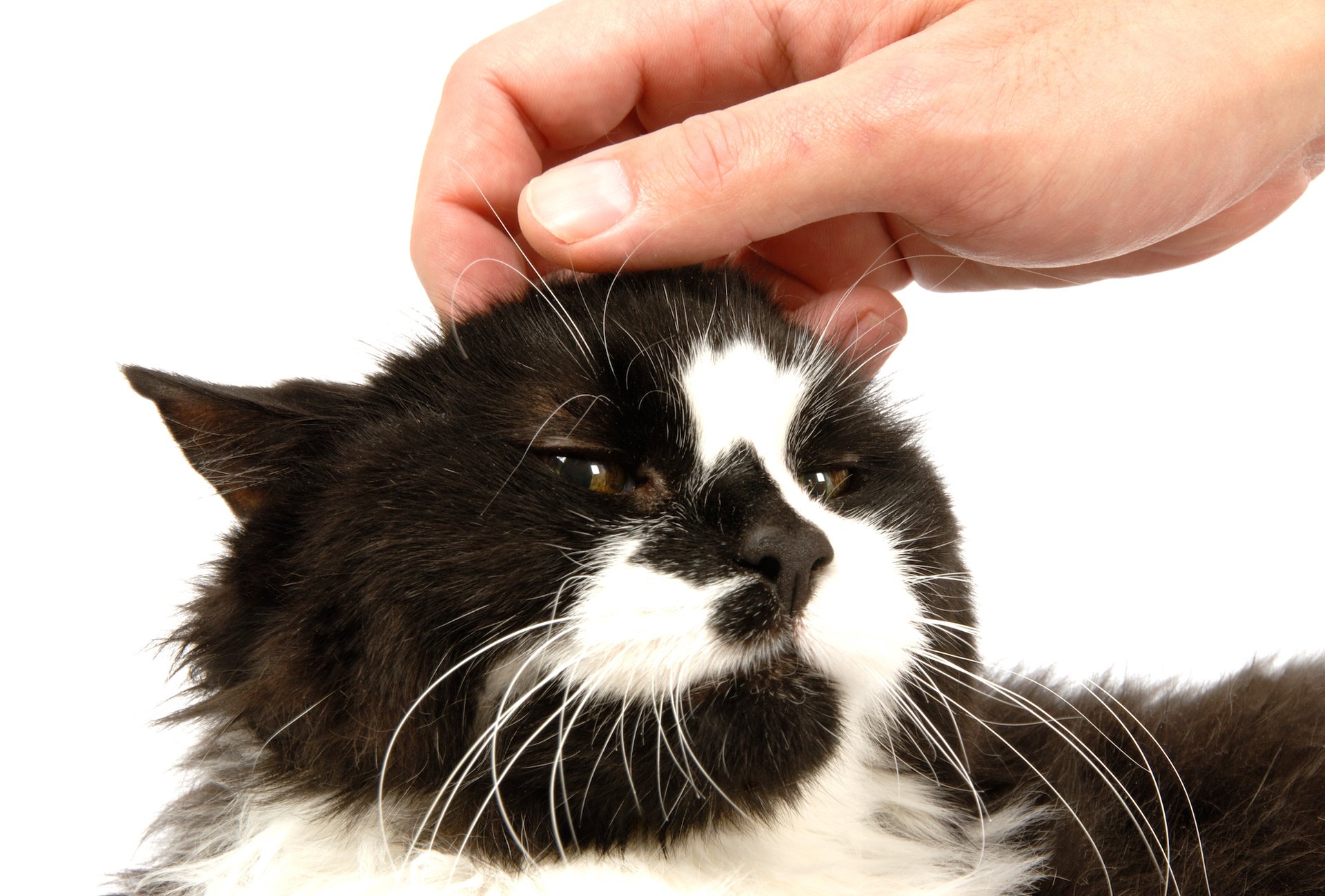 Why cats love getting their head scratched