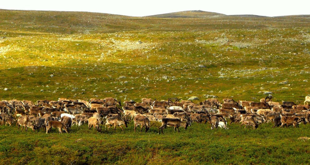 Grazing reindeer play a vital role in keeping the tundra healthy