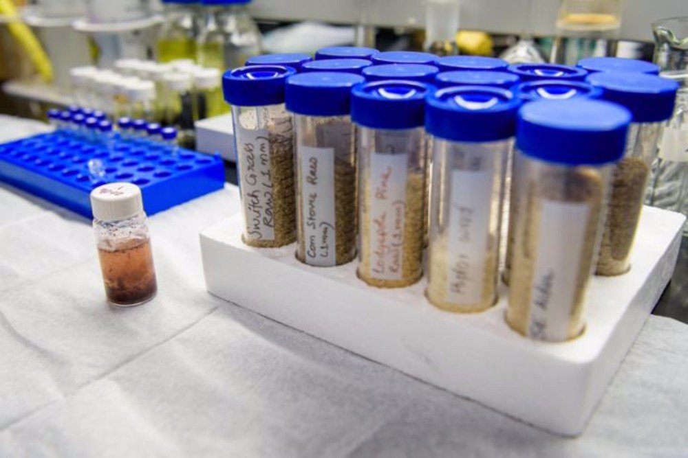 Plant sugars could rival petroleum with new extraction method