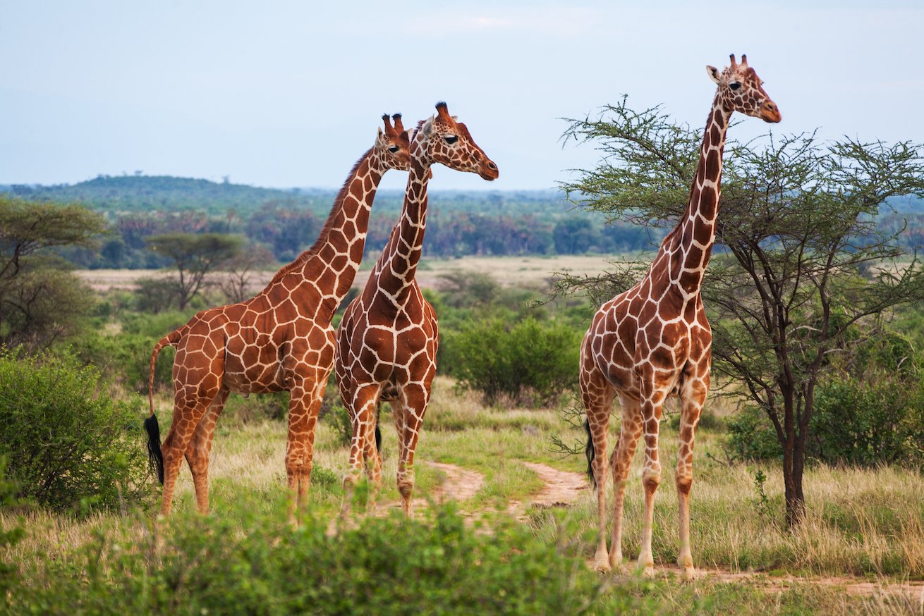 Why giraffes have such long necks