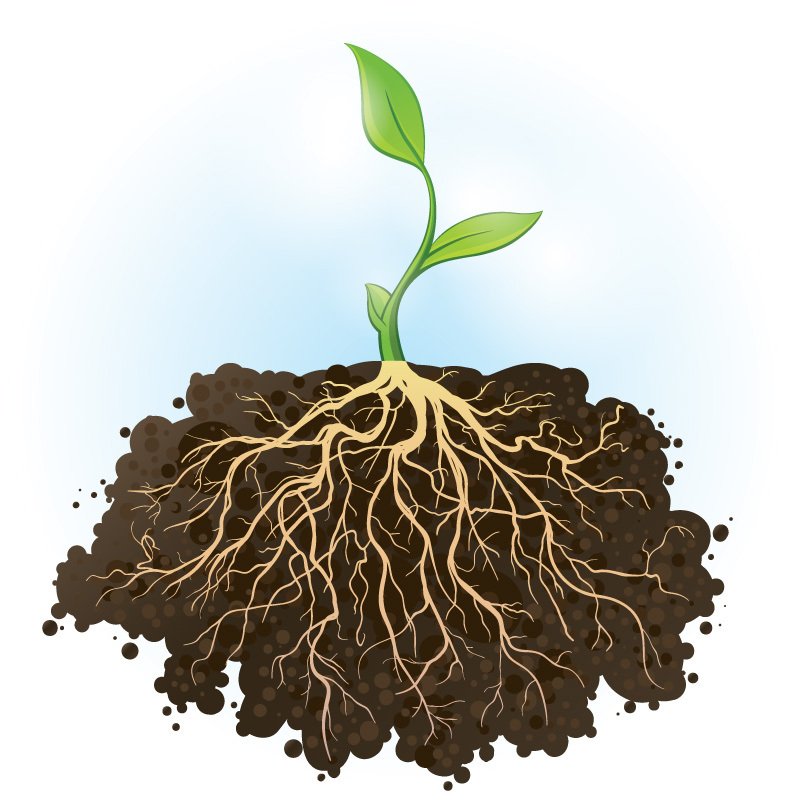Plant roots go to extreme lengths to find water