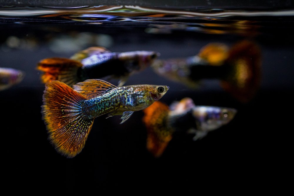Study peeks into the inner lives of Trinidad guppies