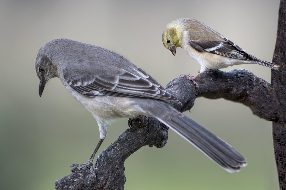 Bigger brains give birds a survival advantage