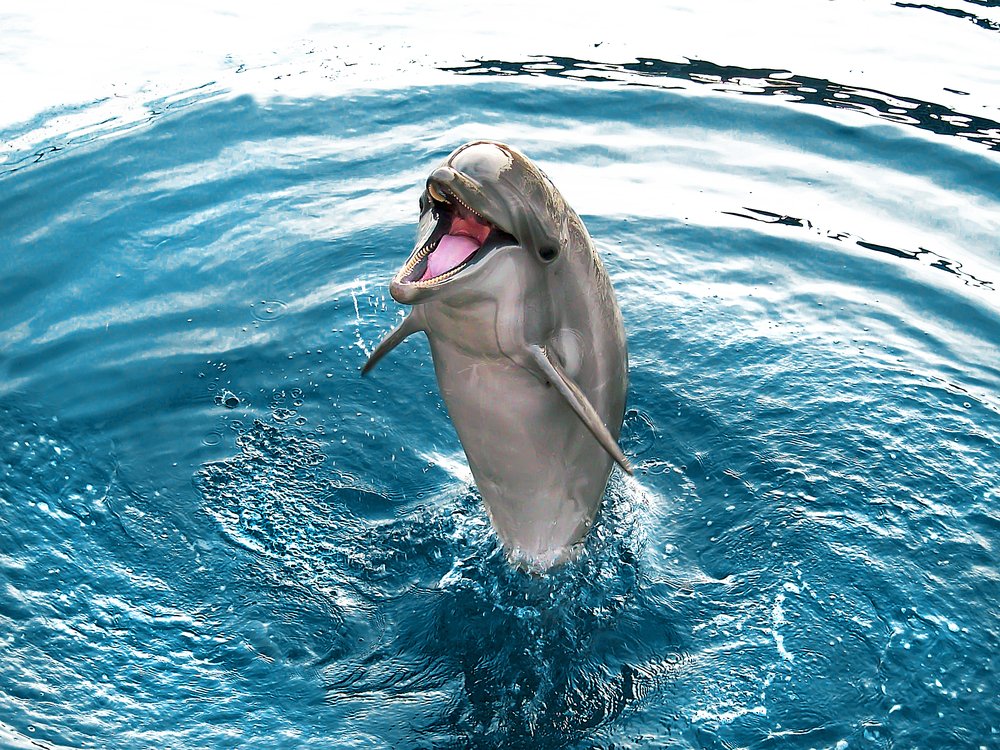Scientists: whales and dolphins form human-like societies