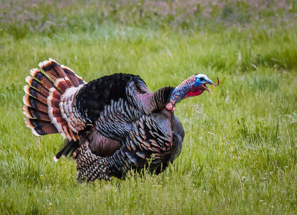 Troublemaking turkeys are ruffling feathers in Boston