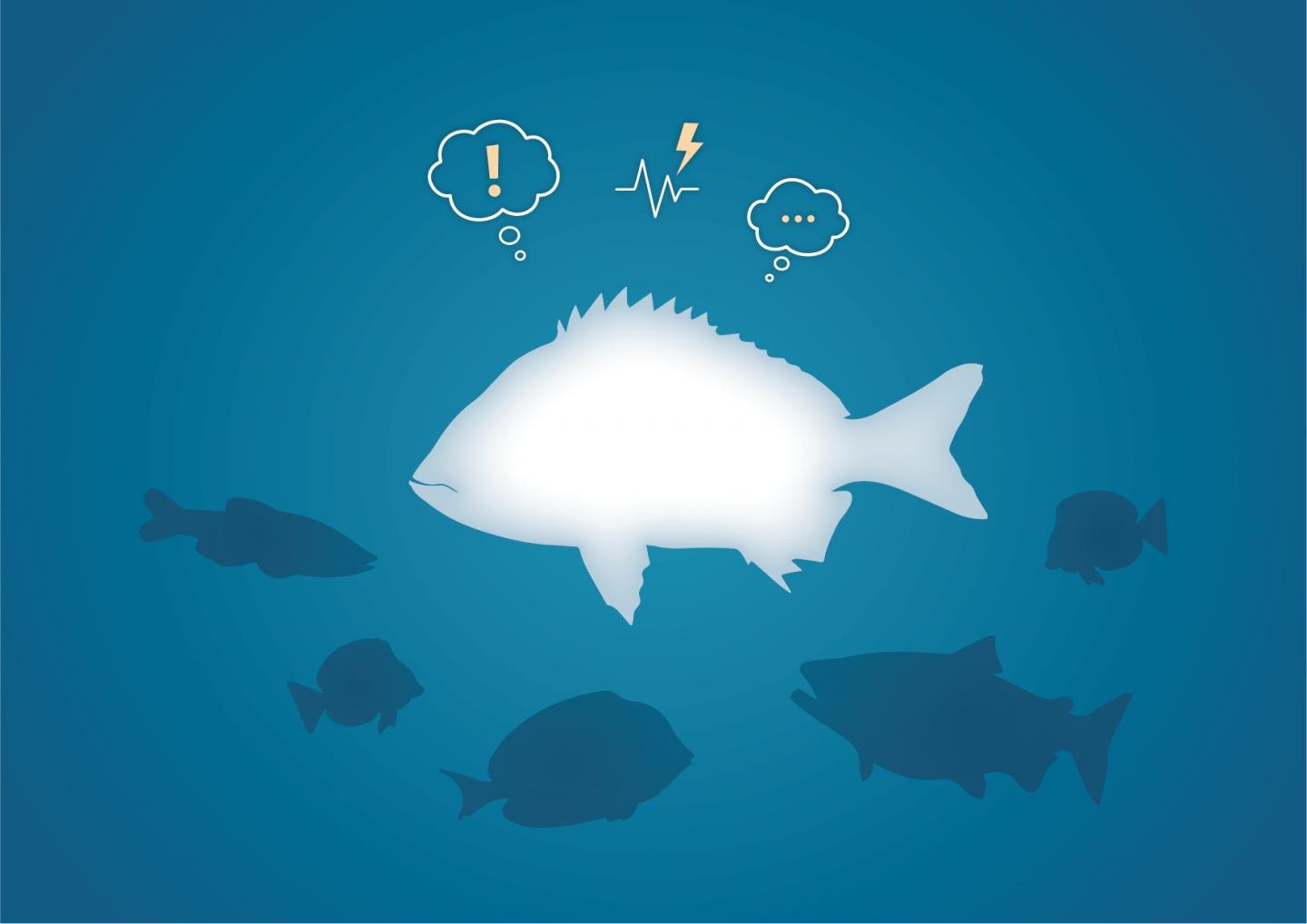 Researchers study the emotional lives of fish