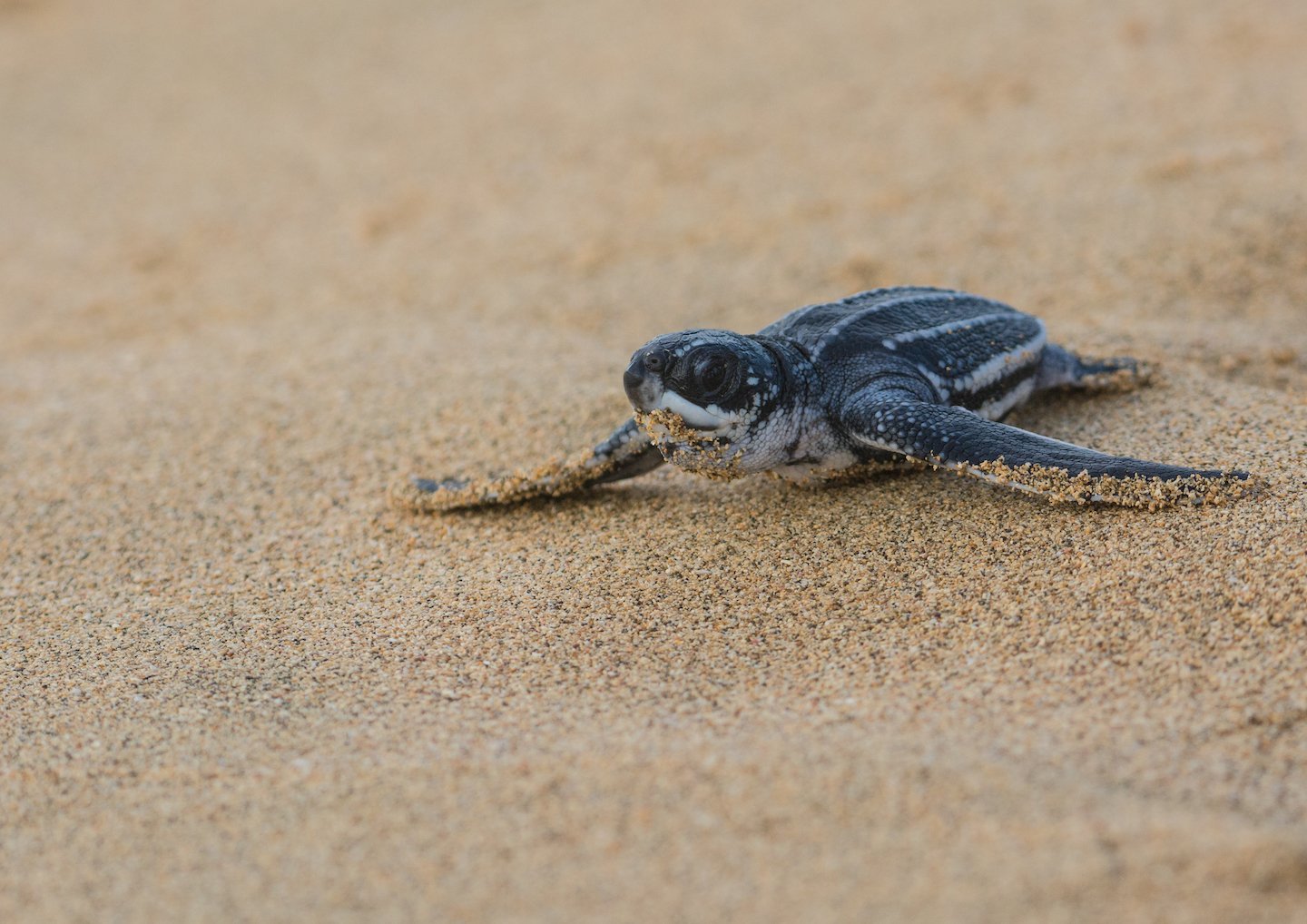 The 10 most endangered animals