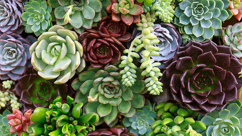 How succulents are so efficient with water
