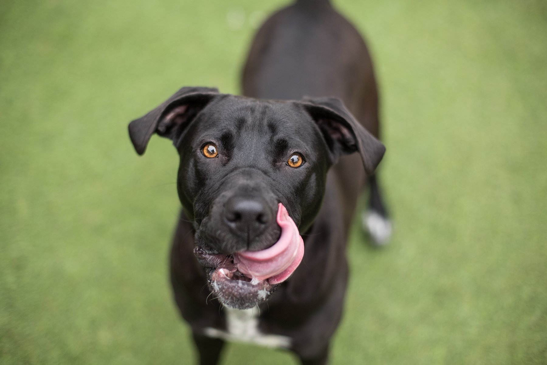What dogs really mean when they lick their lips