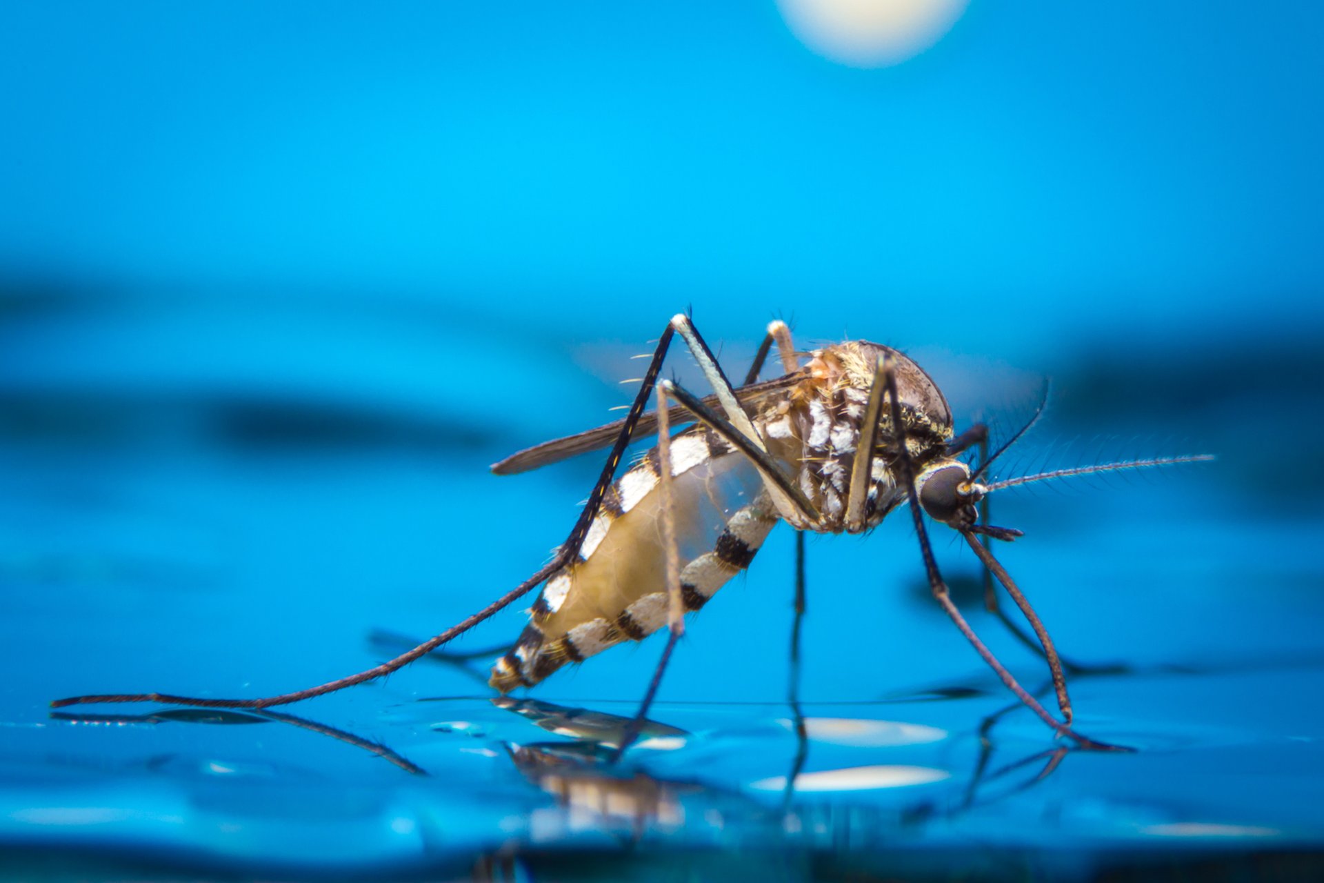 Insecticide resistance spreads across Africa