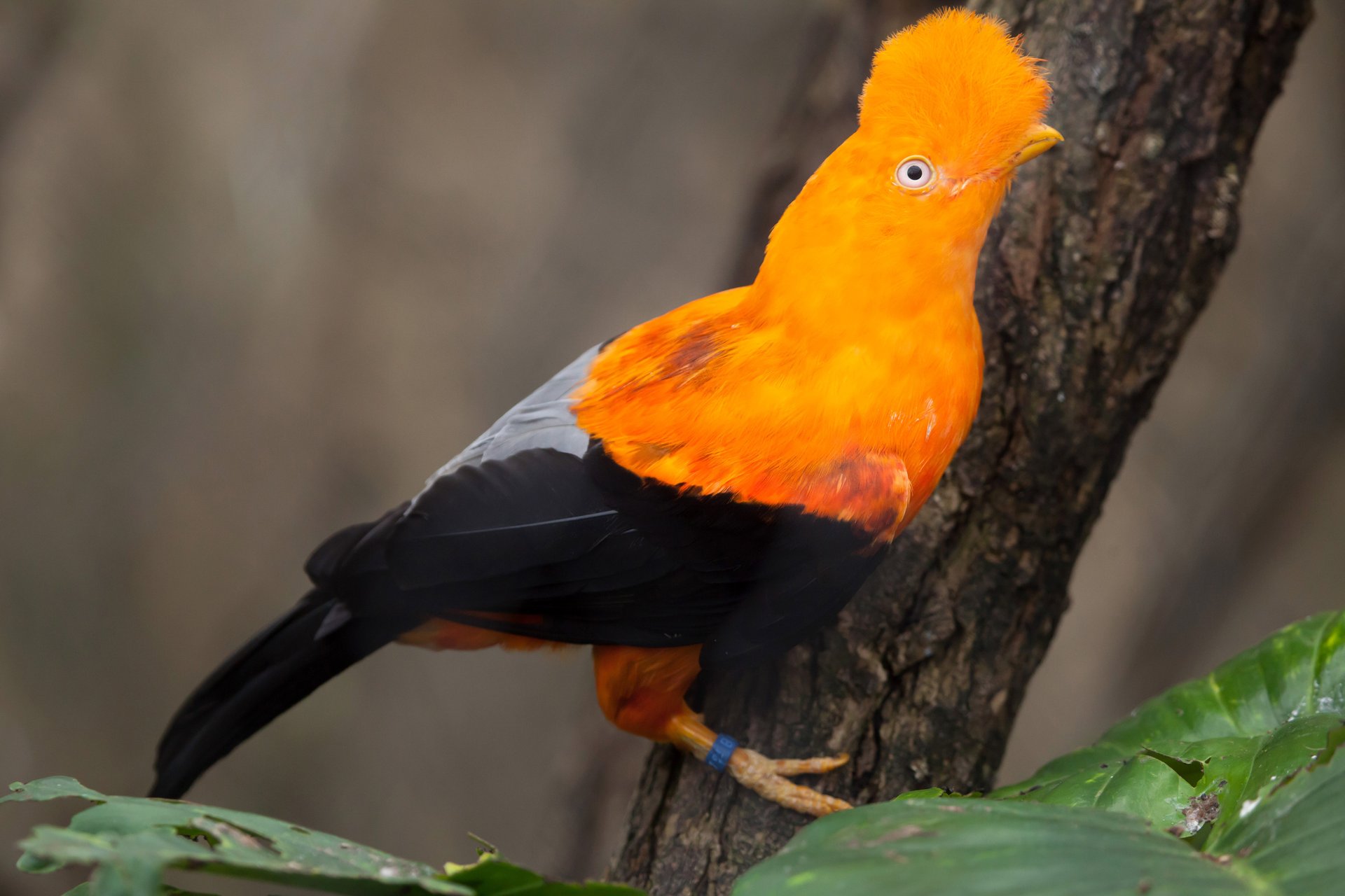 Earth.com exclusive: Birds, sex and dying dances