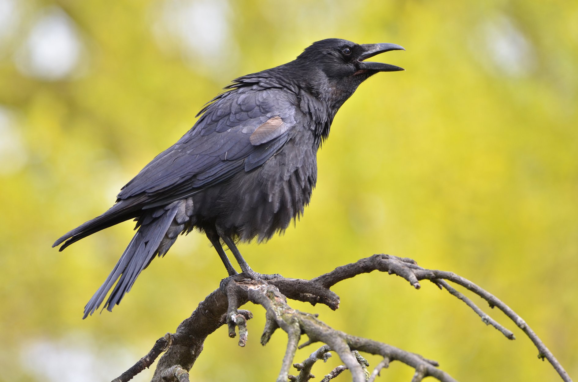 Crows fashion hooks out of wood to get food