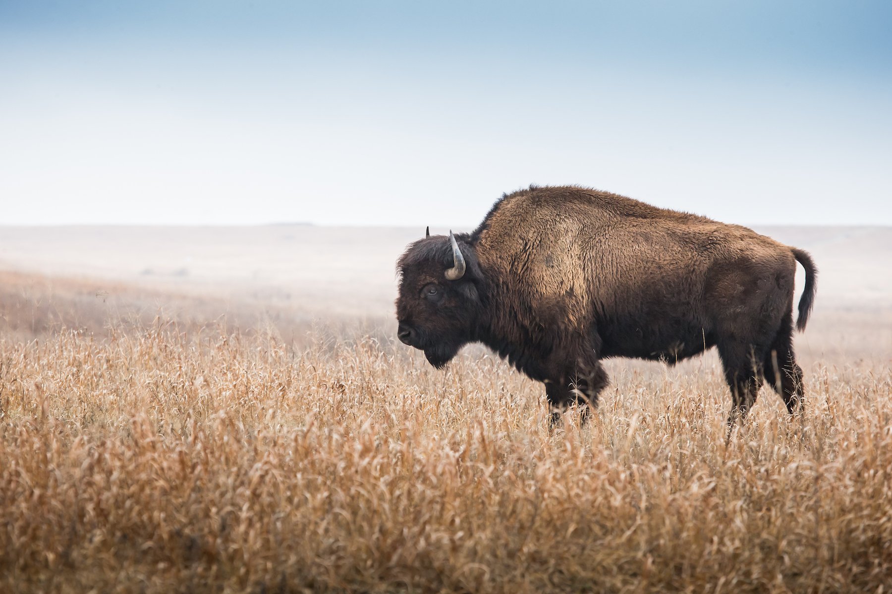 Bison: An American survival story