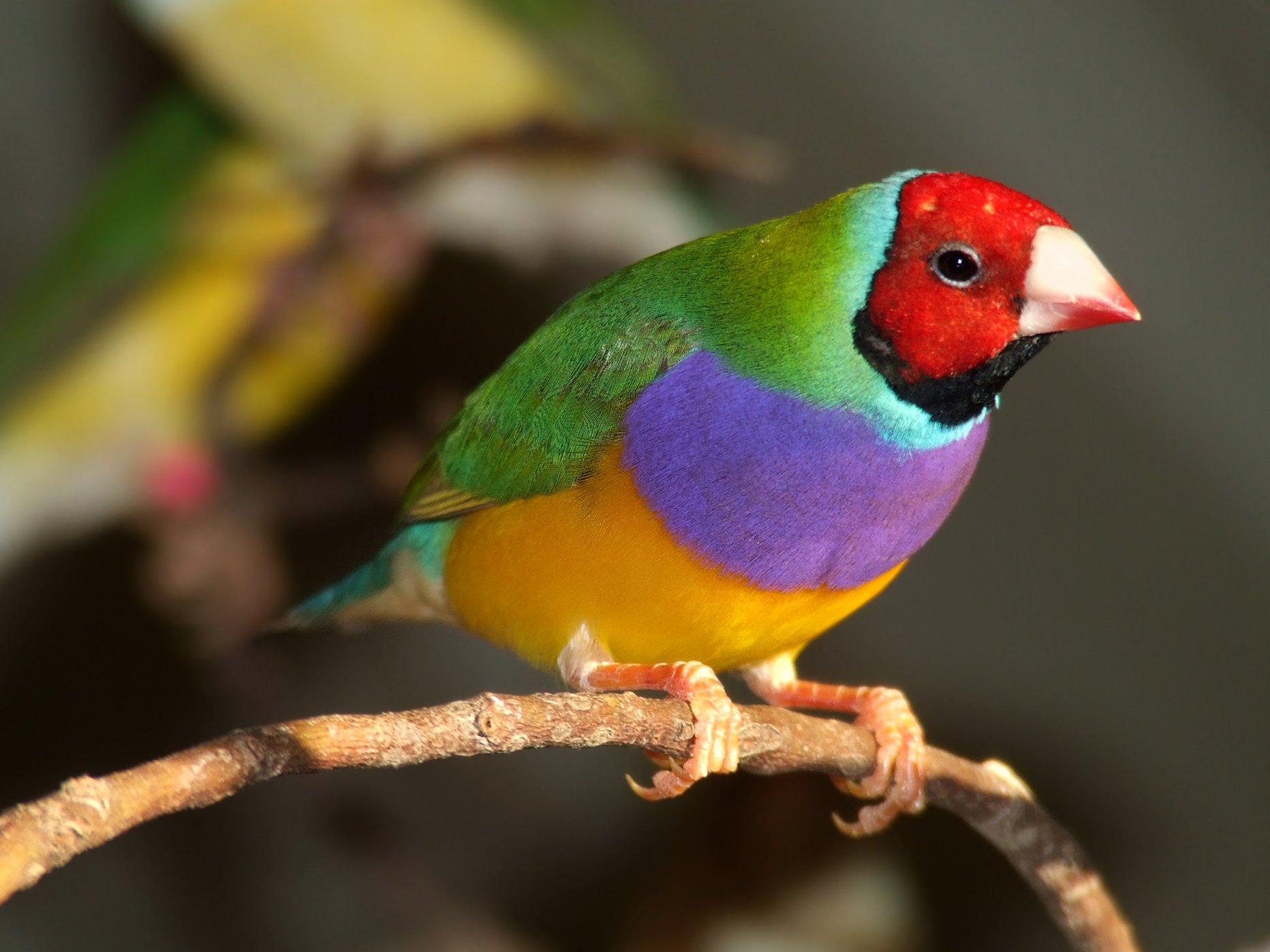 10 of the world’s most colorful animals