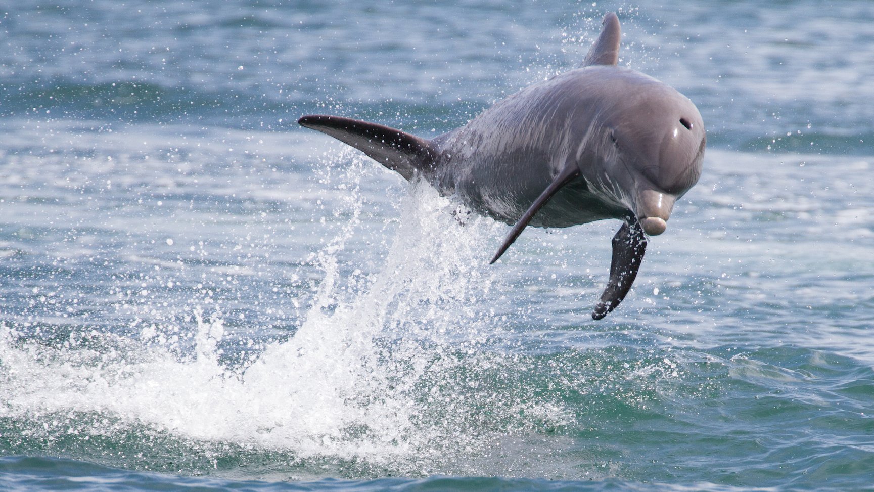 Panama dolphins threatened by boat traffic