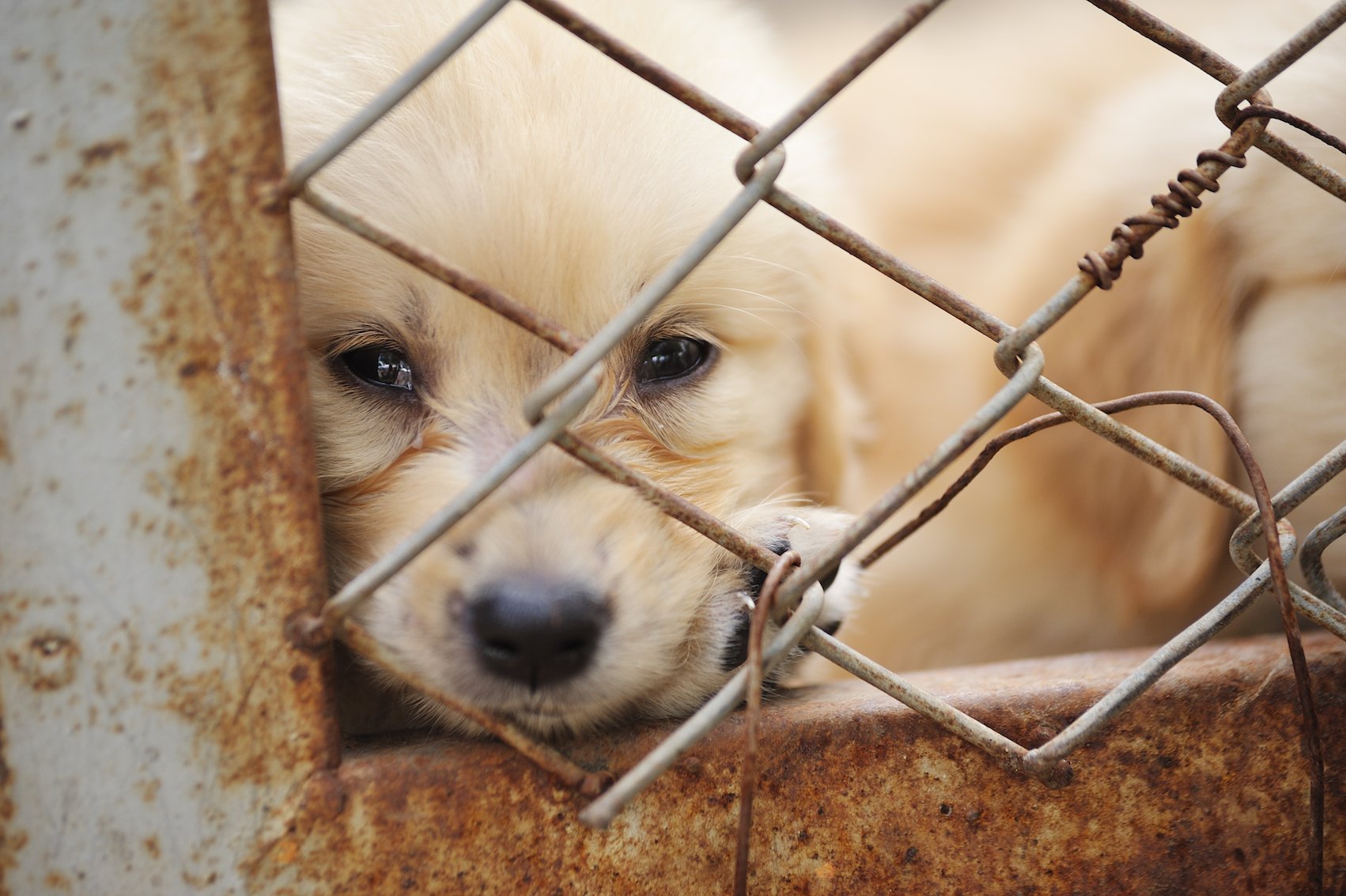 UK Prime Minister aims to eliminate puppy mills