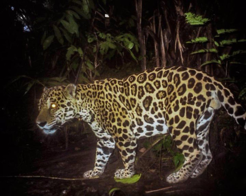 Jaguar conservation requires the right attitude