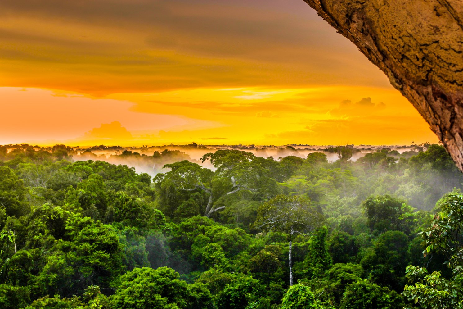 The 10 largest rainforests in the world