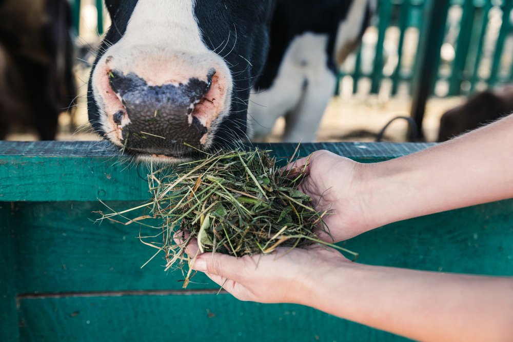 More digestible grasses could help cows and cars alike