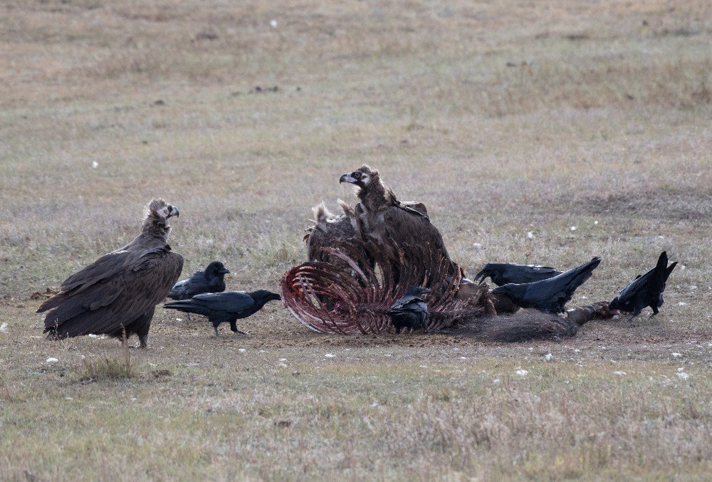 Humans may be bad news for native carnivores