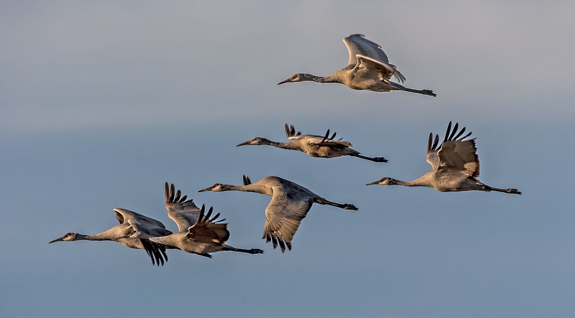 The magic of great migrations