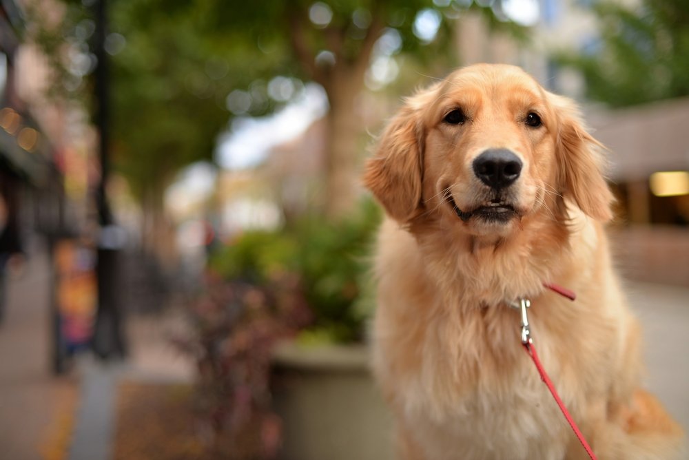 When it comes to mental health, pets may help more than harm