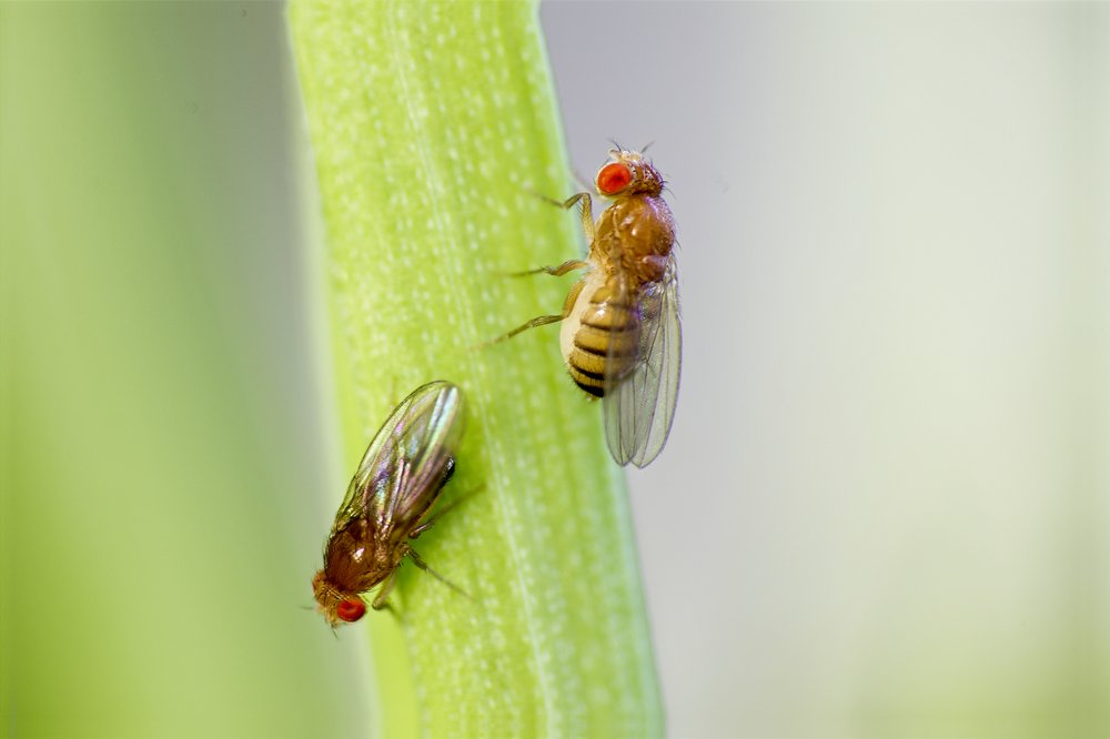 Duplicate genes in fruit flies explain differences between the sexes