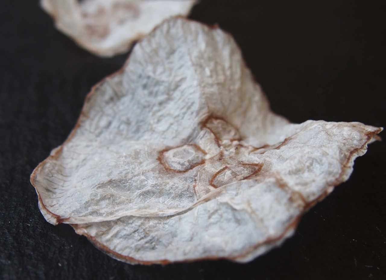 Could jellyfish chips be a crunchy new snack?