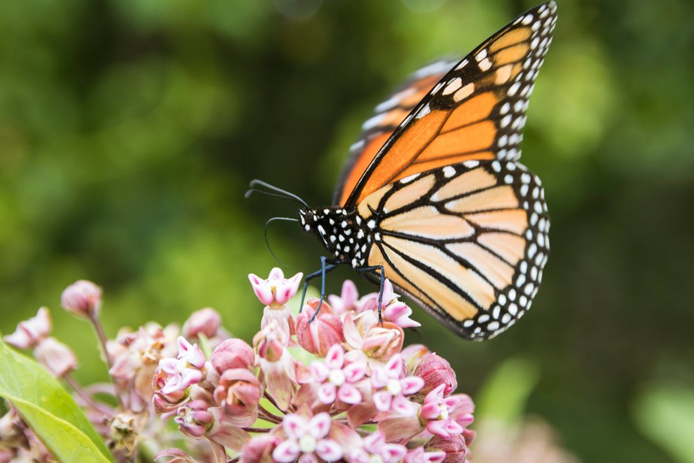 Prepare for bees and butterflies with a pollinator garden
