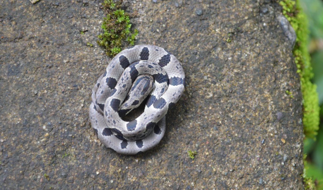 Snail-eating snakes of Ecuador