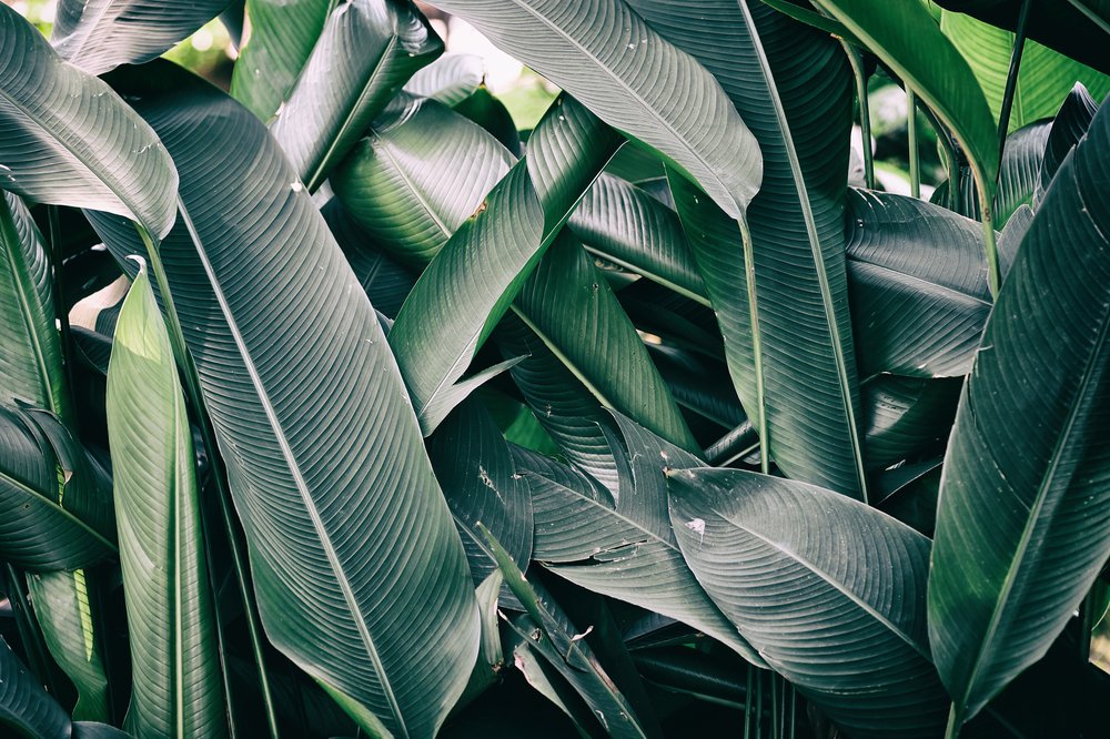 Leaf wax offers insight into Earth's climate history