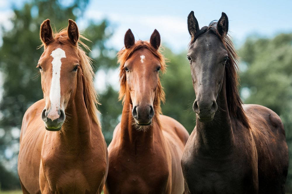 Horses and cows and pigs, oh my: Livestock lead in fatal attacks