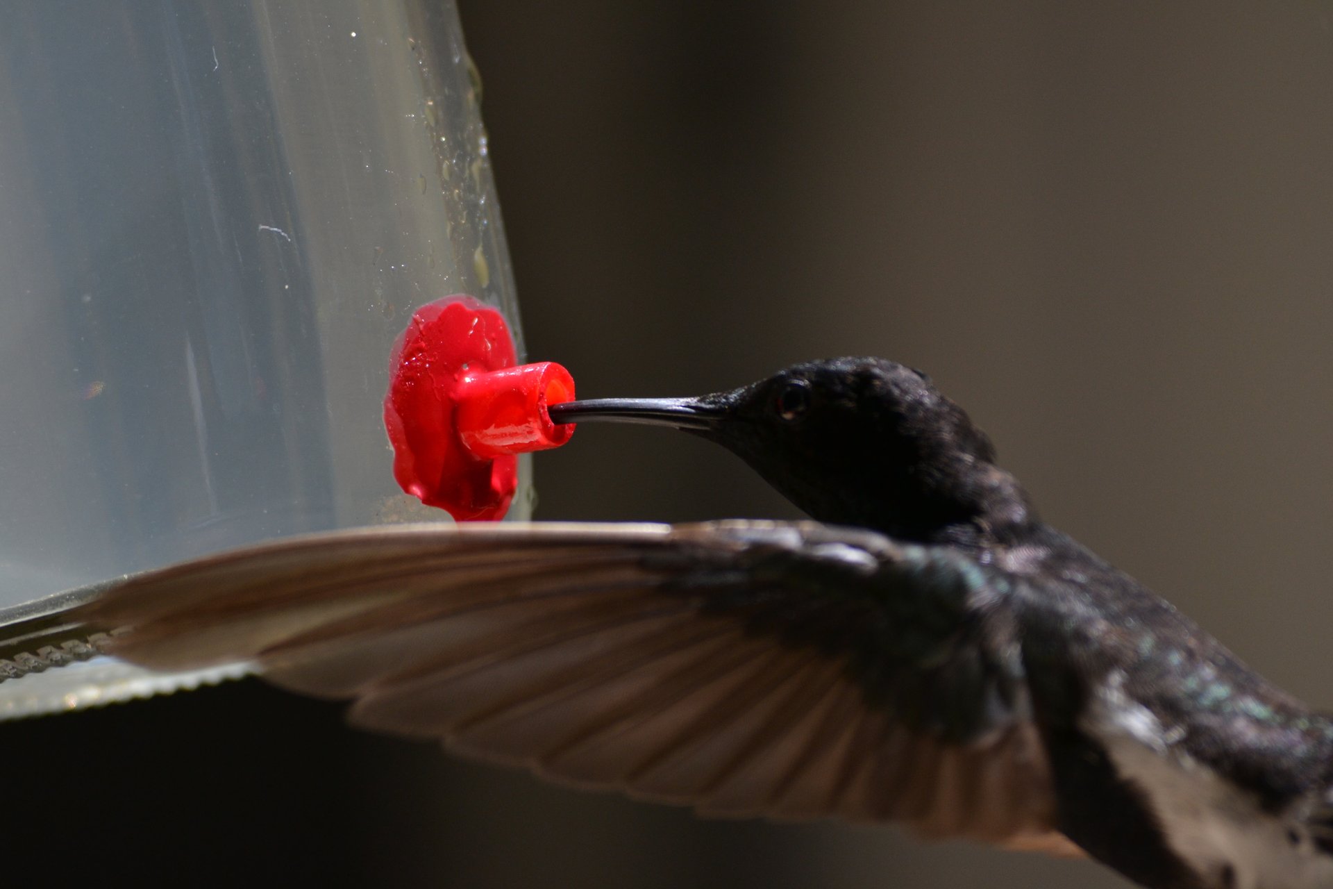 Hummingbirds that sound like crickets