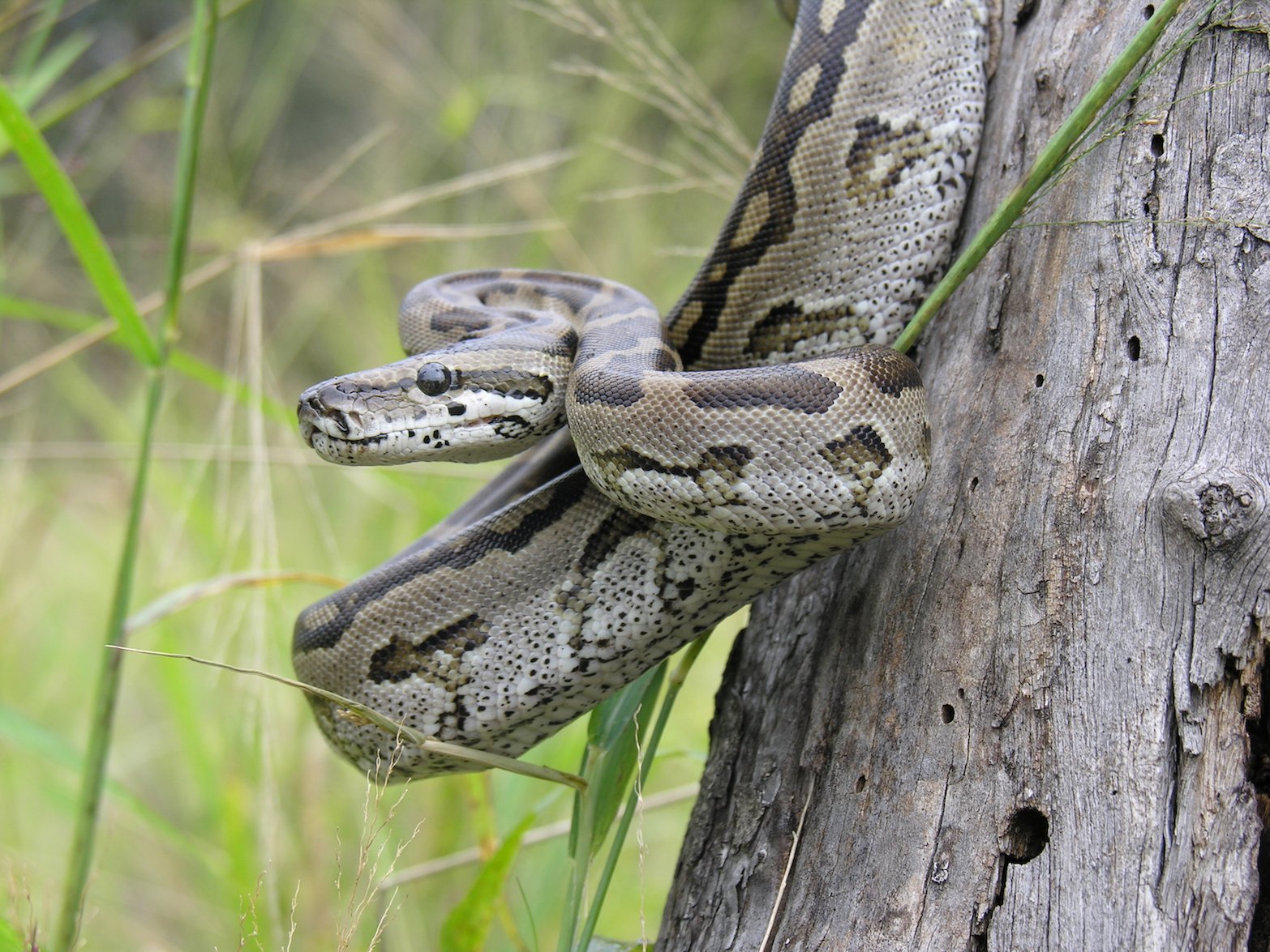 Why female pythons make great moms