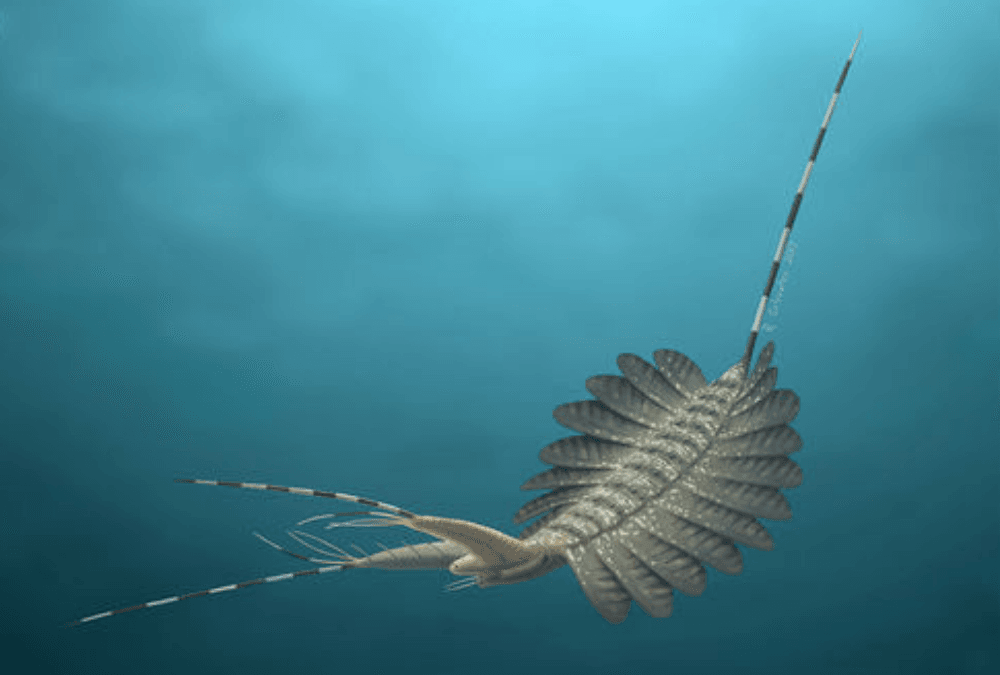The surprising fossilized brains of ancient sea creatures