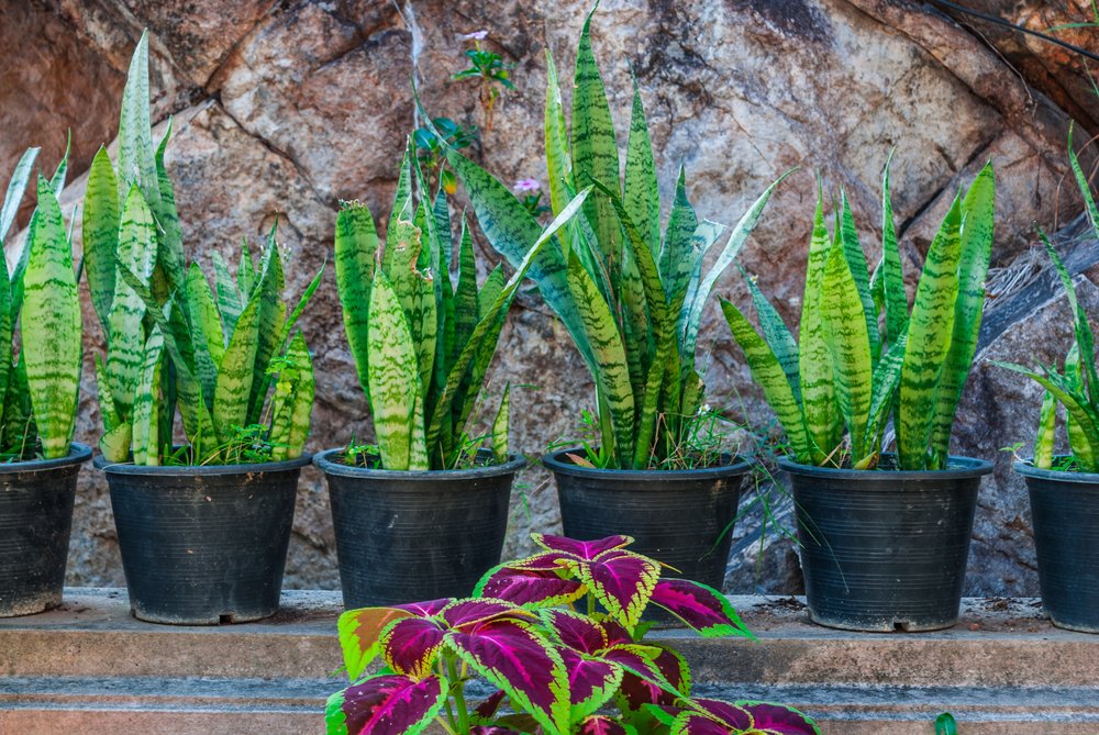 10 low-light houseplants for dim rooms or offices