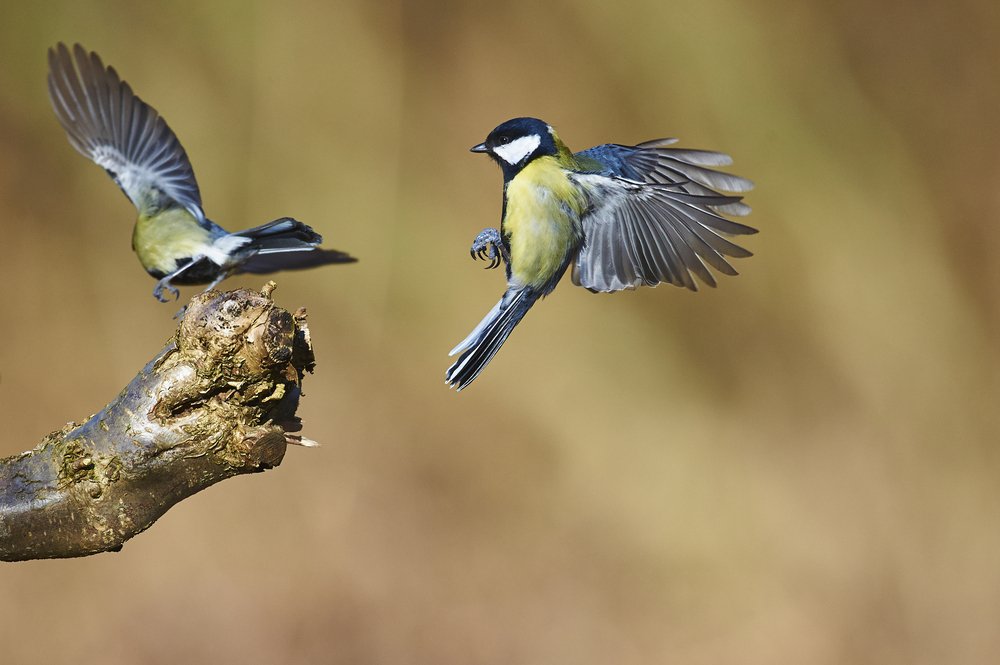 Metal pollution linked to personality changes in songbirds