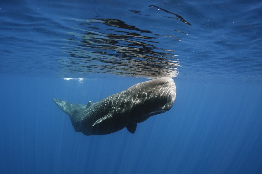 Young sperm whale dies, 64 pounds of trash in its system