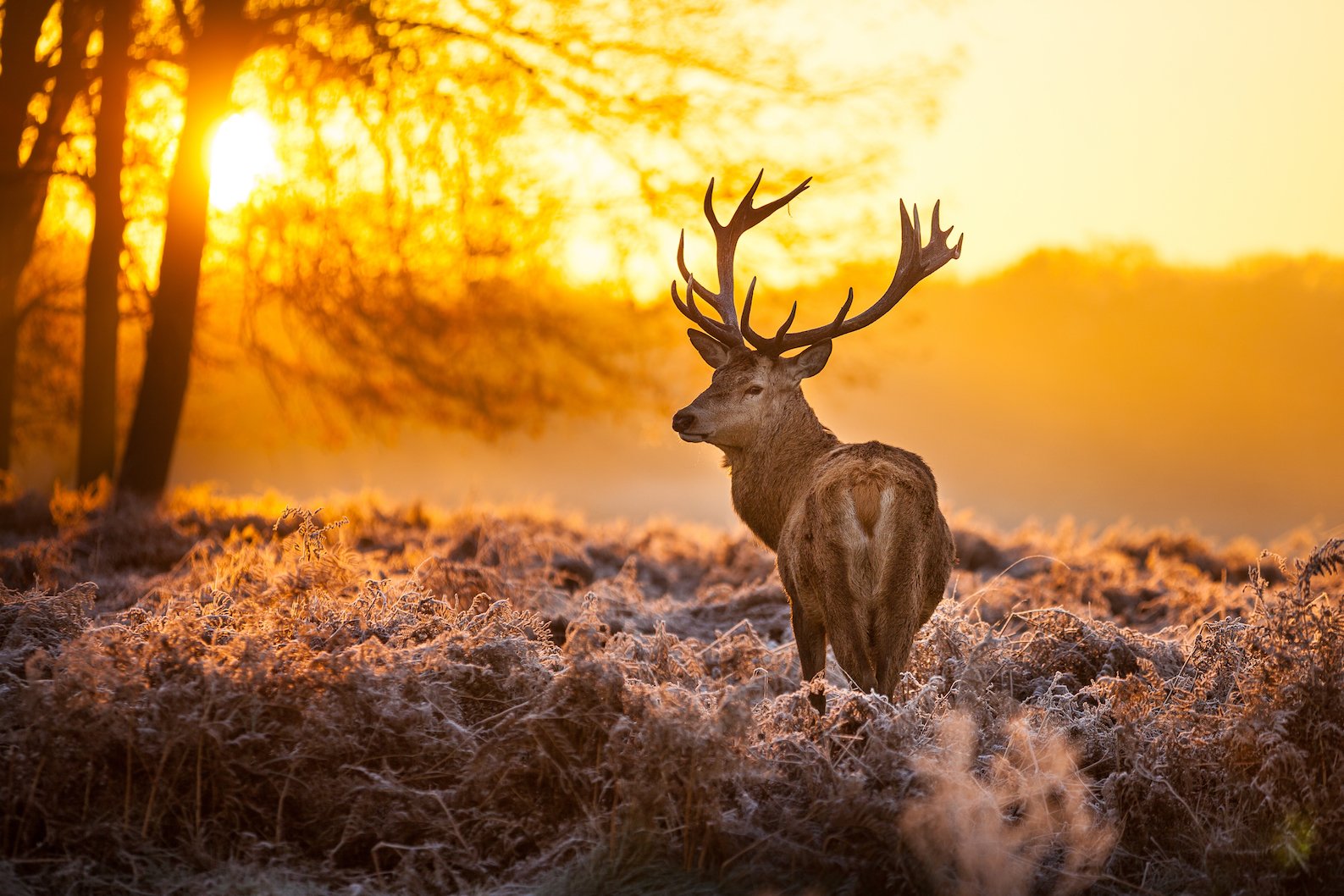 The decline of hunting for sport