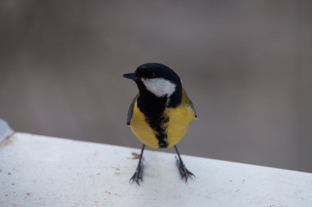 Urban great tits are more aggressive than their country counterparts