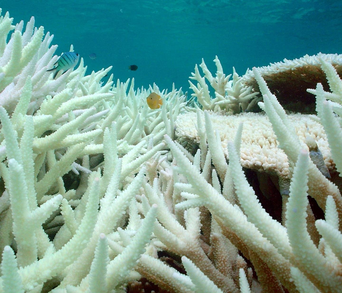 Coral bleaching less likely in reefs used to temperature changes