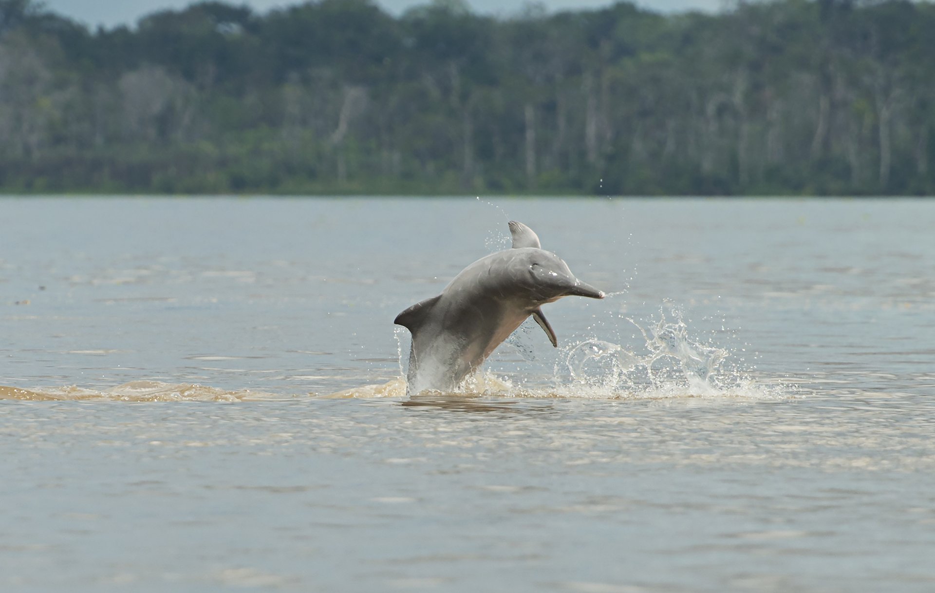 Dolphins are on a sharp decline in the Amazon