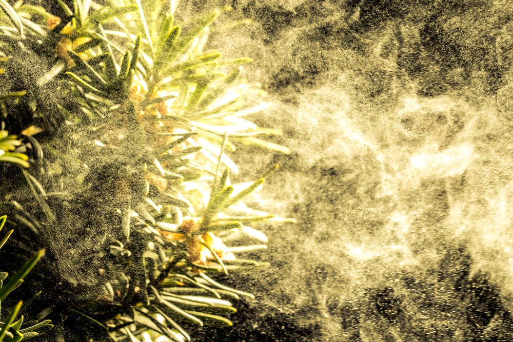 Seasonal allergies intense? Climate change may be to blame